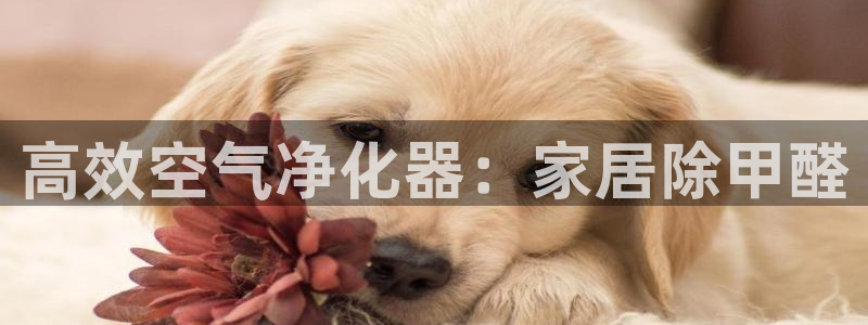 龙八国际在线玩