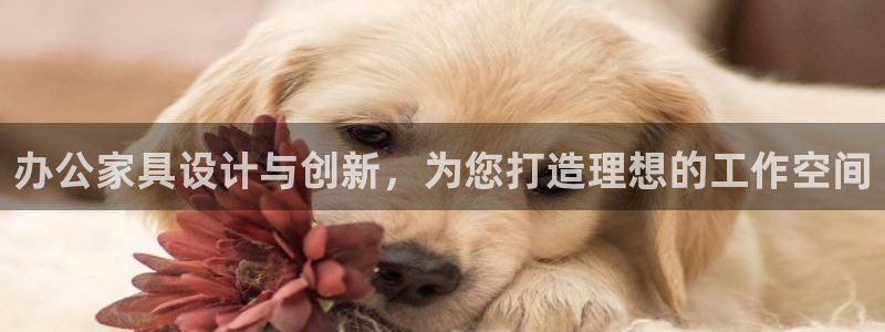 龙八国际zbzszx.com