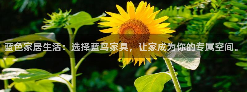 龙八国际网页版