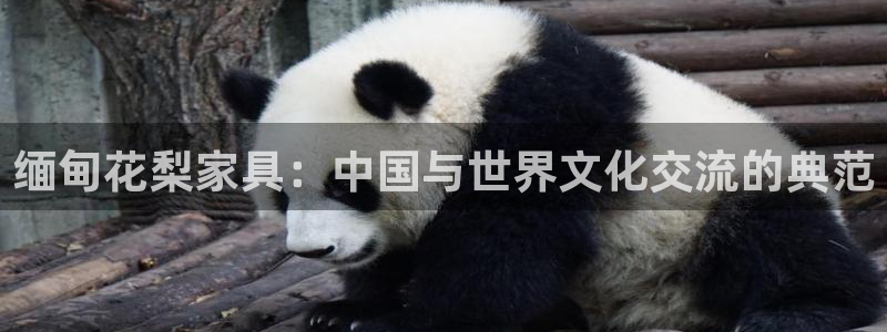 龙八国际怎么注册